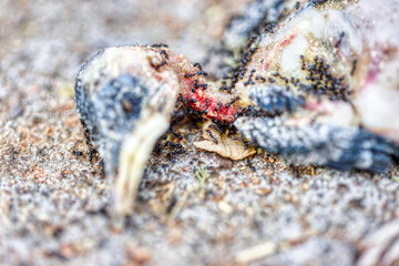 ants eating a new born bird fallen on the ground, cycle of life