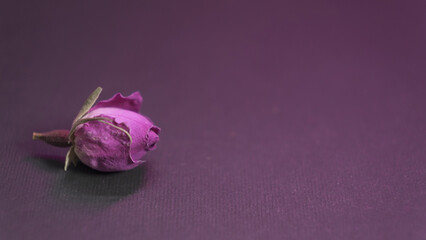 Dried rose bud - text space