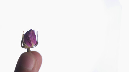 Dried rose bud in white background
