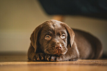 A brown Labrador puppy lies on the floor. Sweety.