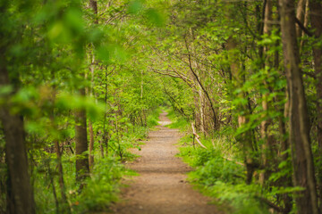 Obraz premium Forest path on a beautiful spring day.