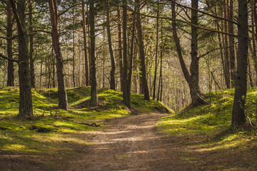 Forest path on a beautiful spring day.