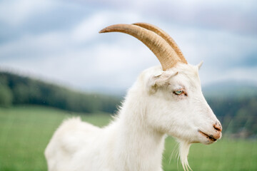 Close-up of an inquisitive goat Close-up of a white goat Close-up of a goat on a farm on green grass Goat in a pasture
