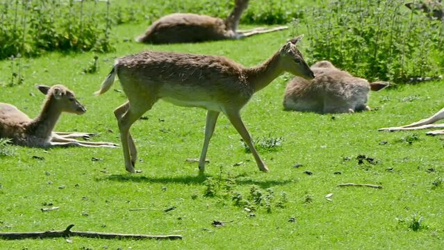 Young Fallow Deer (Dama dama) trying to flick away flies with its ears and tail while walking  in a deer park. May, Kent, UK	
