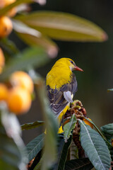 Eurasian Golden Oriole