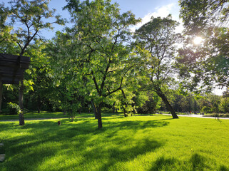 Spring in the park, green meadow, blossoming Acacea tree, sun and blue sky