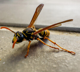 Extreme close up of bee with gray background.