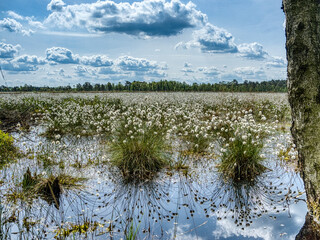 Wollgrasbl&uuml;te im Pietzmoor