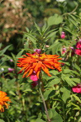 orange flowers in the garden