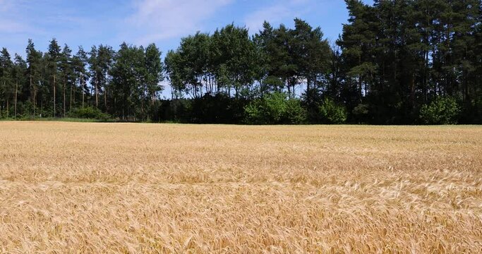 yellow wheat field in the summer, beautiful golden ripe wheat ears in the summer