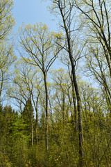 Eiche, Roteiche, Quercus rubra, Amerikanische Spitzeiche