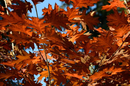 Eiche, Roteiche, Quercus rubra, Amerikanische Spitzeiche