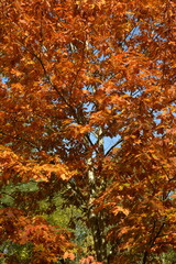 Eiche, Roteiche, Quercus rubra, Amerikanische Spitzeiche