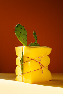 Sponge packaging for cactus