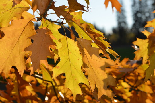 Eiche, Roteiche, Quercus rubra, Amerikanische Spitzeiche