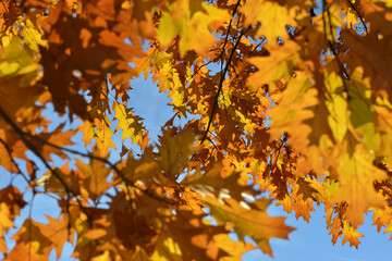 Eiche, Roteiche, Quercus rubra, Amerikanische Spitzeiche