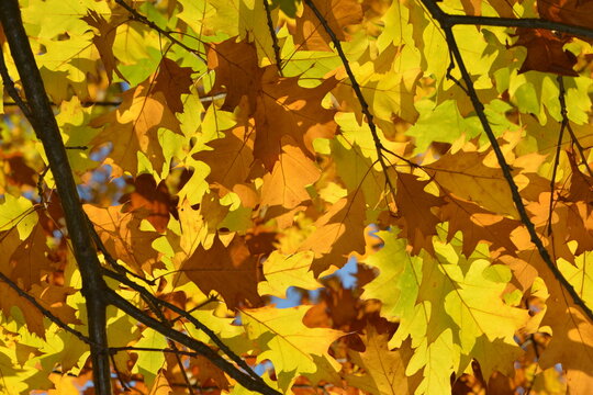 Eiche, Roteiche, Quercus rubra, Amerikanische Spitzeiche