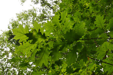 Eiche, Roteiche, Quercus rubra, Amerikanische Spitzeiche