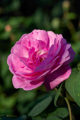 Beautiful blooming tea roses. Close up.