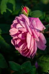 Beautiful blooming tea roses. Close up.