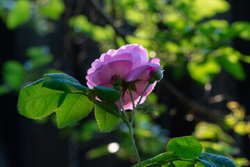 Beautiful blooming tea roses. Close up.