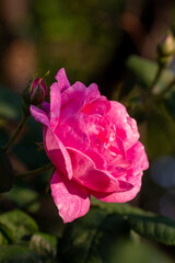Beautiful blooming tea roses. Close up.