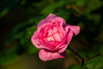 Beautiful blooming tea roses. Close up.