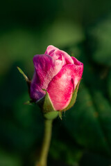 Beautiful blooming tea roses. Close up.