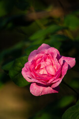 Beautiful blooming tea roses. Close up.