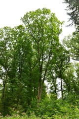 Fototapeta premium Eiche, Roteiche, Quercus rubra, Amerikanische Spitzeiche