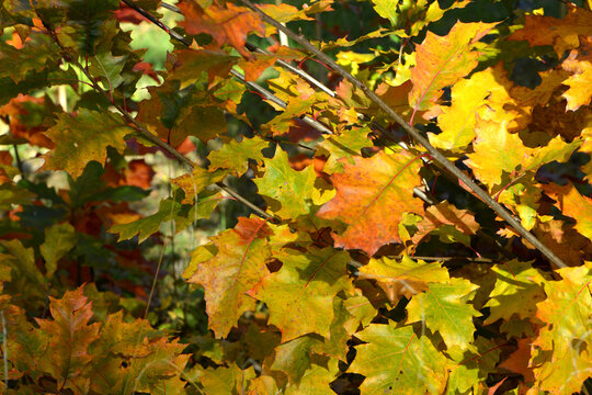 Eiche, Roteiche, Quercus rubra, Amerikanische Spitzeiche