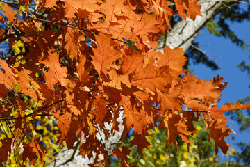 Eiche, Roteiche, Quercus rubra, Amerikanische Spitzeiche
