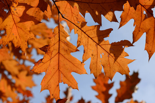 Eiche, Roteiche, Quercus rubra, Amerikanische Spitzeiche