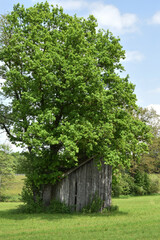 Eiche, Quercus spp.   Stieleiche, Quercus robur L., Solitärbäume