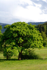 Eiche, Quercus spp.   Stieleiche, Quercus robur L., Solitärbäume