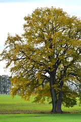 Eiche, Quercus spp.   Stieleiche, Quercus robur L., Solitärbäume