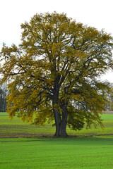 Eiche, Quercus spp.   Stieleiche, Quercus robur L., Solitärbäume
