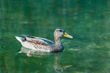 Kaczka1 © chytla_fotografie