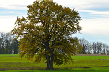 Eiche, Quercus spp.   Stieleiche, Quercus robur L., Solitärbäume