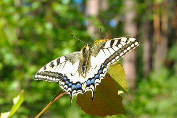 Mahon butterfly with open wings in the forest
