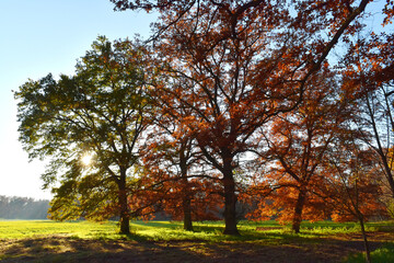 EEiche, Quercus spp.   Stieleiche, Quercus robur L., Solitärbäume