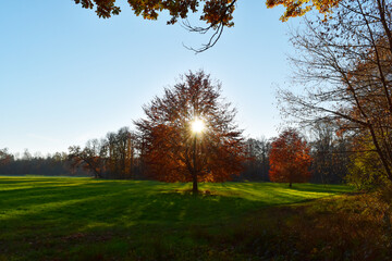 EEiche, Quercus spp.   Stieleiche, Quercus robur L., Solitärbäume
