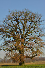 Eiche, Quercus spp.   Stieleiche, Quercus robur L., Solitärbäume