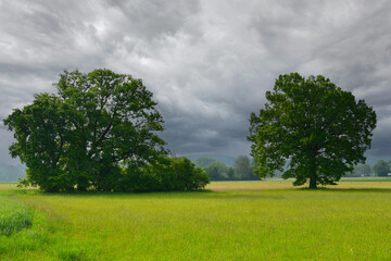 Obraz premium Eiche, Quercus spp. Stieleiche, Quercus robur L., Solitärbäume