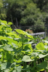 Lush summer plants in the overgrown vegetable garden.