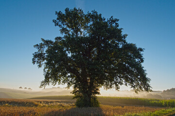 Eiche, Quercus spp.   Stieleiche, Quercus robur L., Solitärbäume