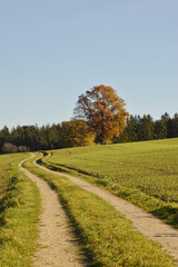 Eiche, Quercus spp.   Stieleiche, Quercus robur L., Solitärbäume