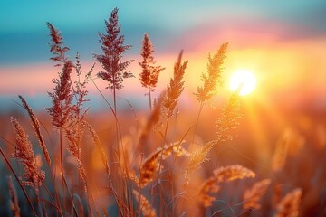 Sunrise in a field with golden grasses, high quality, high resolution