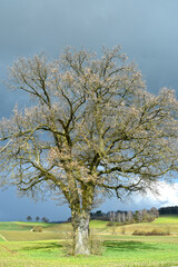 Eiche, Quercus spp.   Stieleiche, Quercus robur L., Solitärbäume