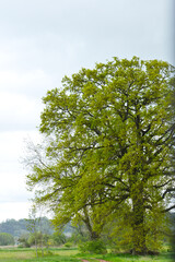 Eiche, Quercus spp.   Stieleiche, Quercus robur L., Solitärbäume
